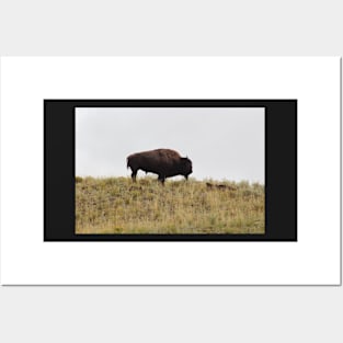 Lone Bison in Lamar Valley Yellowstone Posters and Art